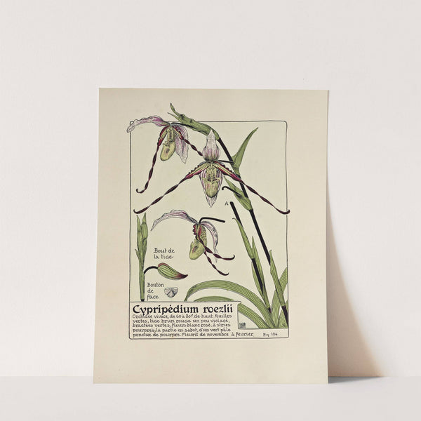 Cypripedium roezlii by Maurice Pillard Verneuil