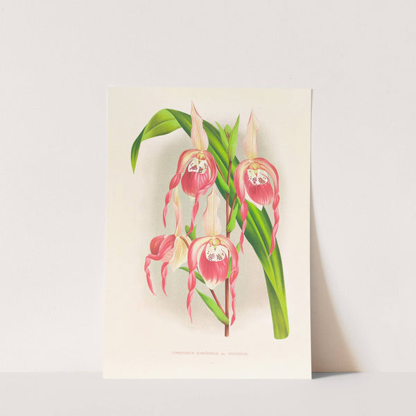 Cypripedium schroderae var splendens by Jean Jules Linden