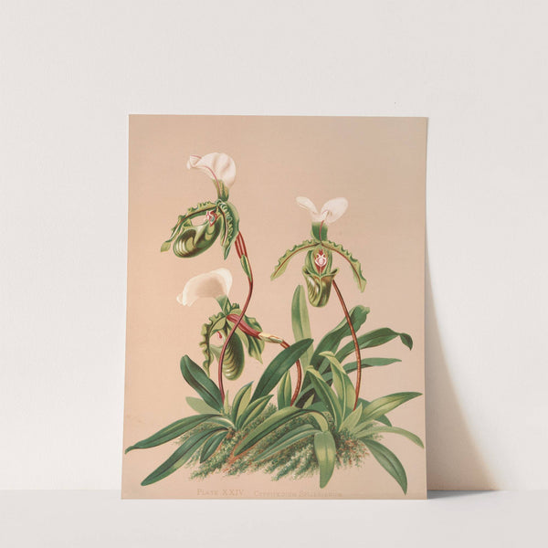 Cypripedium Spicerianum by Harriet Stewart Miner