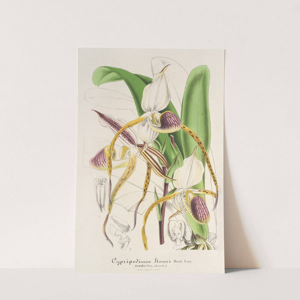 Cypripedium Stonei by Charles Antoine Lemaire