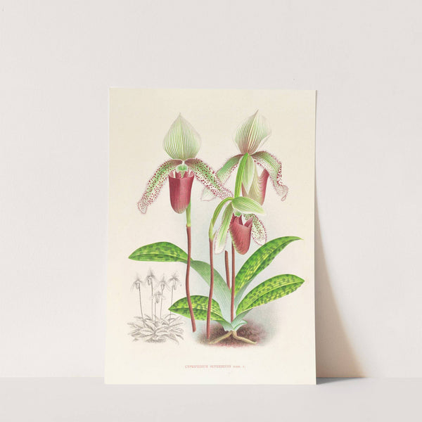 Cypripedium superbiens by Jean Jules Linden