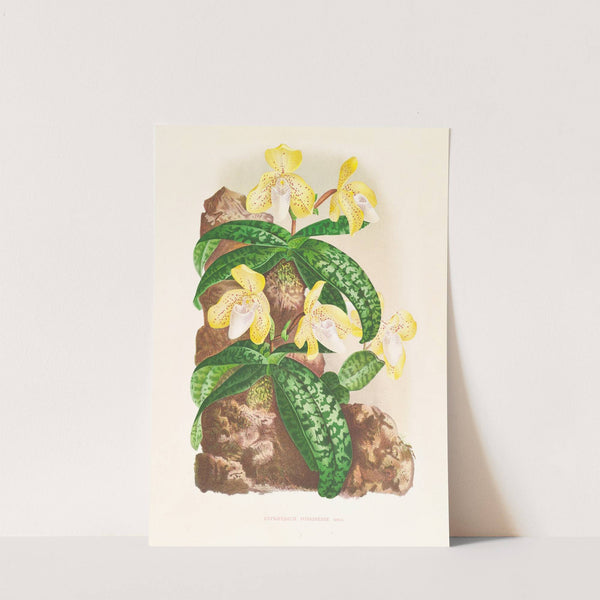 Cypripedium tonkinense by Jean Jules Linden