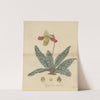 Cypripedium venustum by William Jackson Hooker