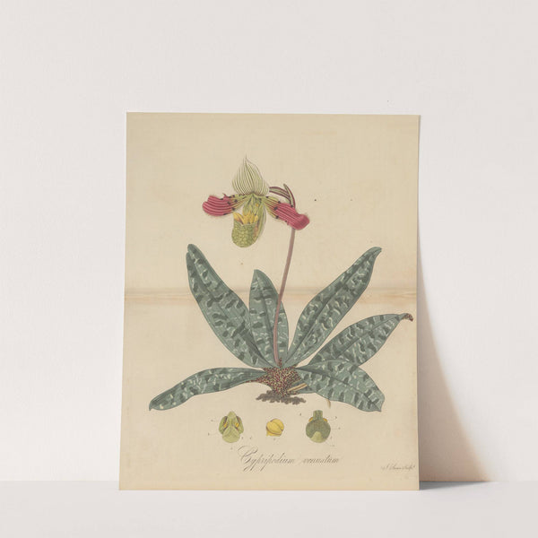 Cypripedium venustum by William Jackson Hooker