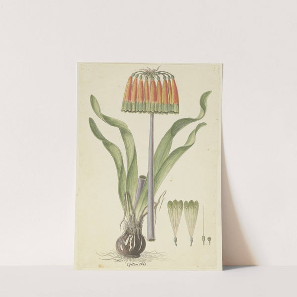 Cyranthus obliquus (L.f.) Aiton (Knysna lily) by Robert Jacob Gordon