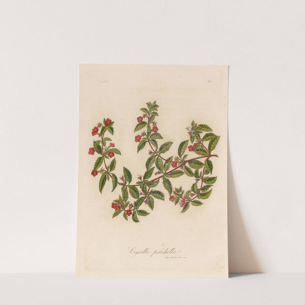 Cyrilla pulchella (1818-1824) by Gaetano Savi