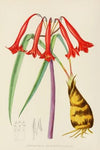 Cyrtanthus Augustifolius