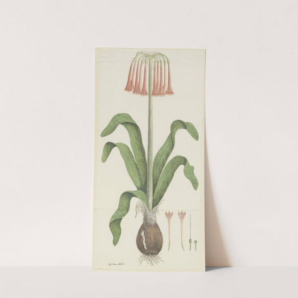 Cyrtanthus carneus Lindl. (Sand-lily) by Robert Jacob Gordon