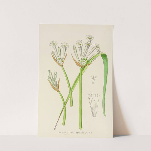 Cyrtanthus Mckenii by Illtyd Buller Pole-Evans