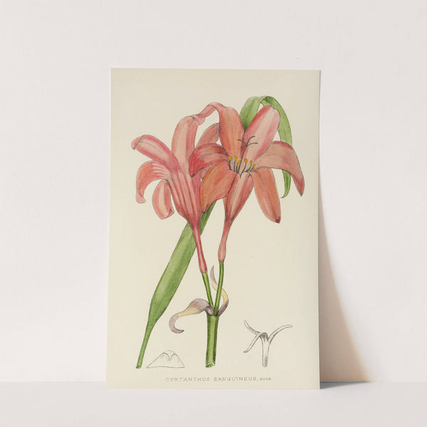 Cyrtanthus Sanguineus by Illtyd Buller Pole-Evans