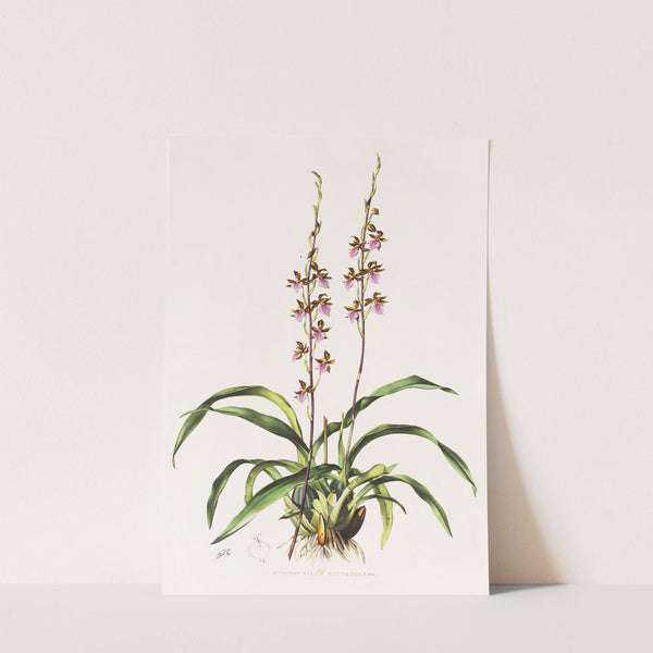 Cyrtochilum Bictoniense (1837-1843) by James Bateman