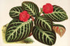 Cyrtodeira fulgida