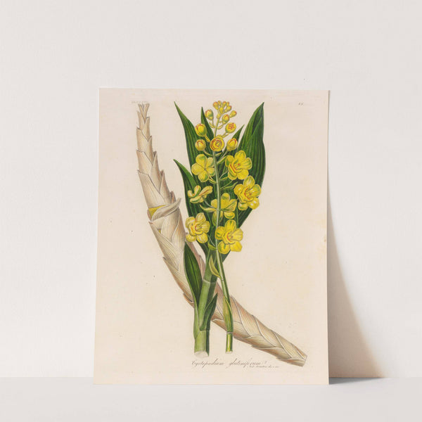 Cyrtopodium glutiniferum (1818-1824) by Gaetano Savi