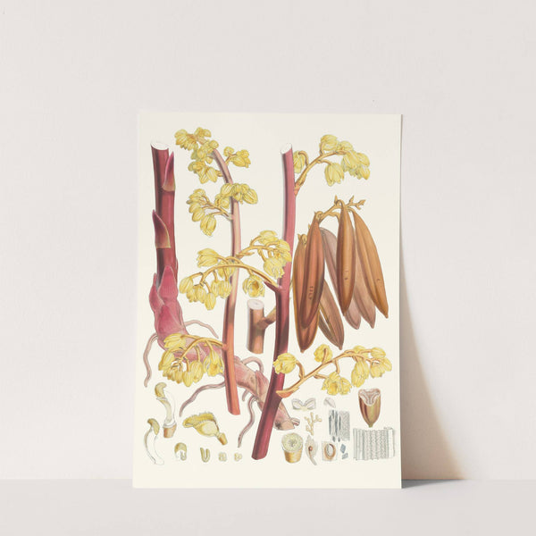 Cyrtosia Lindleyana, H.f. and T. (1855) by Walter Hood Fitch