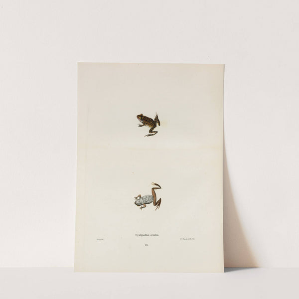 Cystignathus ornatus by John Edwards Holbrook