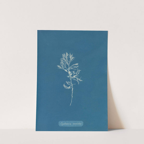 Cystoseira ericoides by Anna Atkins