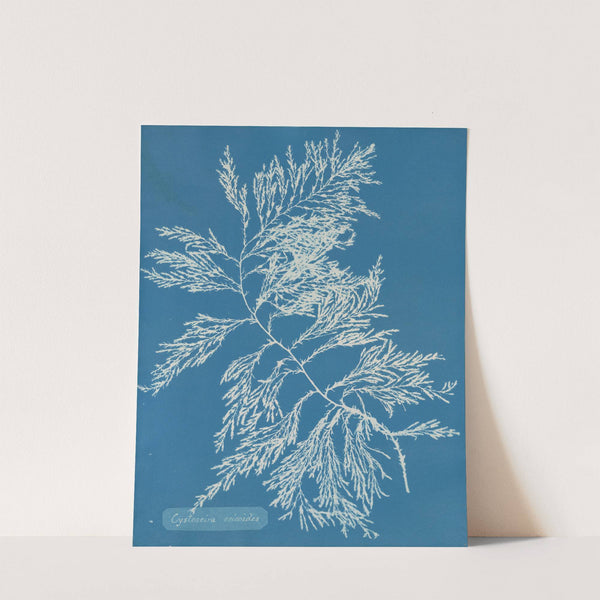 Cystoseira ericoides. by Anna Atkins