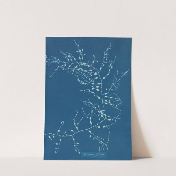 Cystoseira fibrosa by Anna Atkins