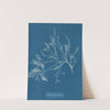 Cystoseira foeniculacea by Anna Atkins