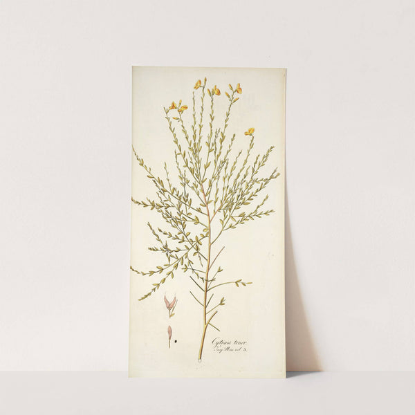 Cytisus tener by Nikolaus Joseph Freiherr von Jacquin