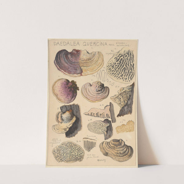 Daedalea quercina (1915-1945) by Hans Walty