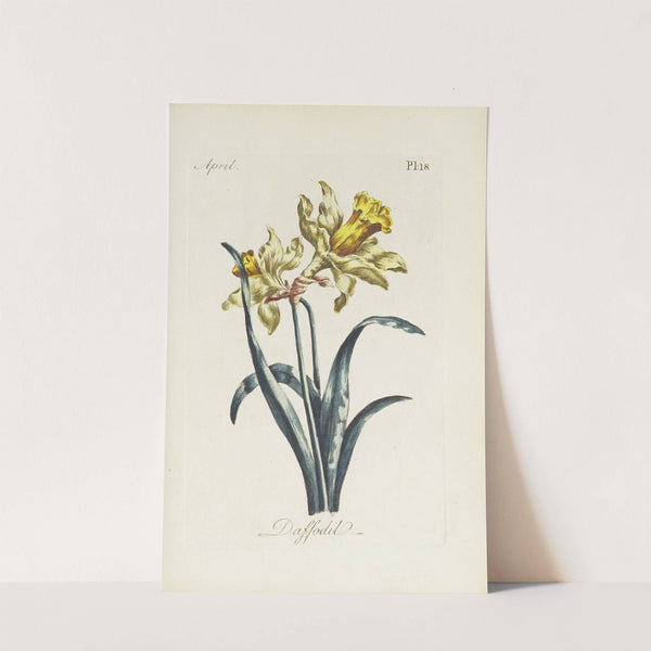 Daffodil by Carington Bowles