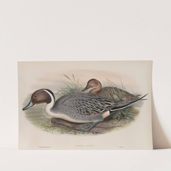 Dafila acuta. Pin-tailed Duck. (1862-1873) by John Gould