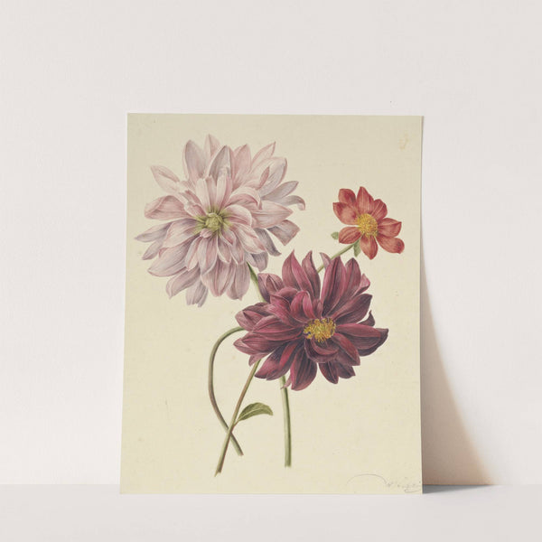 Dahlia's by Willem Hekking