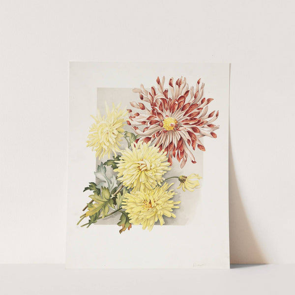 Daisies by James Callowhill