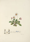 Daisies