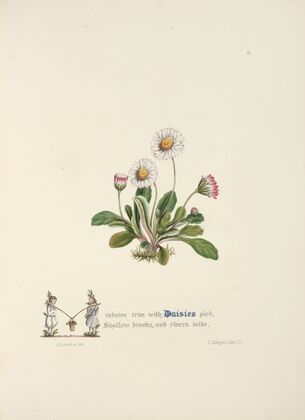 Daisies