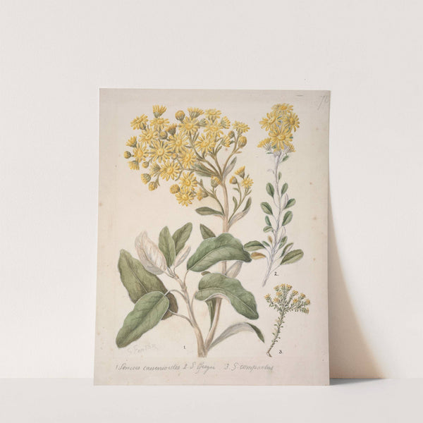 Daisy (Brachyglottis) by Sarah Featon