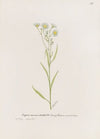 Daisy fleabane