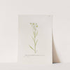 Daisy fleabane by S. Fred Prince