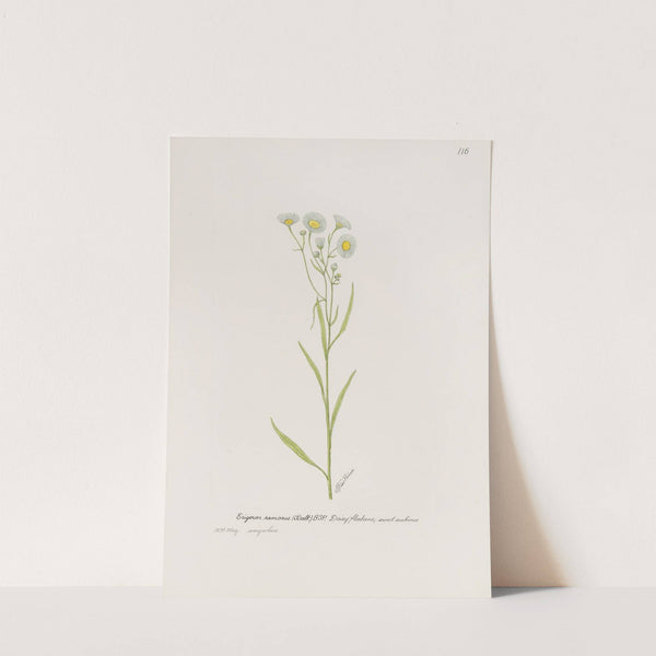 Daisy fleabane by S. Fred Prince