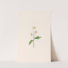 Daisy (1692) by Magdelena Rosina Funck