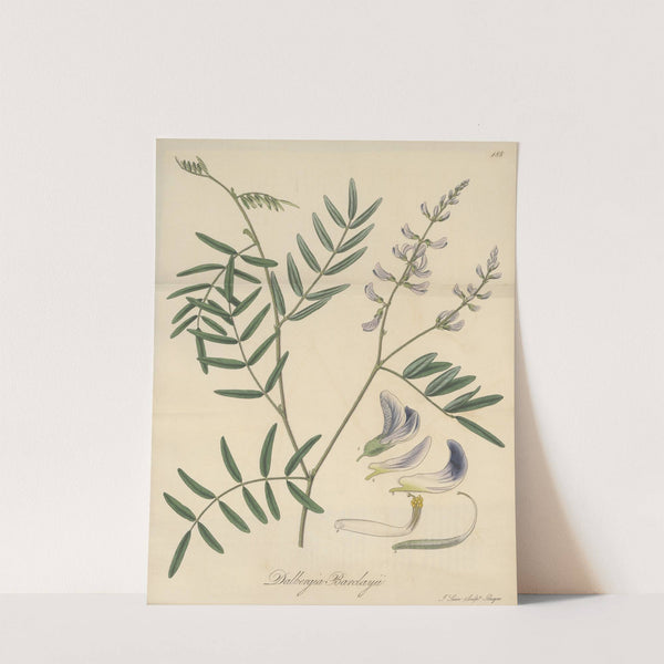 Dalbergia Barclayii by William Jackson Hooker