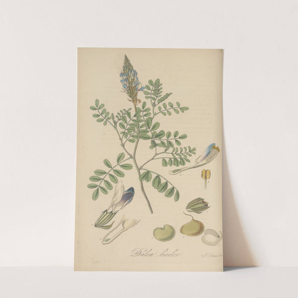 Dalea bicolor by William Jackson Hooker