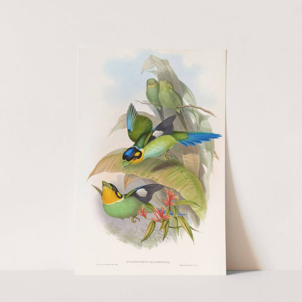 Dalhousie's Eurylaime by John Gould