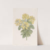 Dalmatian Laburnum by Sydenham Edwards