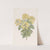 Dalmatian Laburnum by Sydenham Edwards