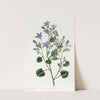 Dalmatian Wall Campanula by Sydenham Edwards