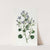 Dalmatian Wall Campanula by Sydenham Edwards