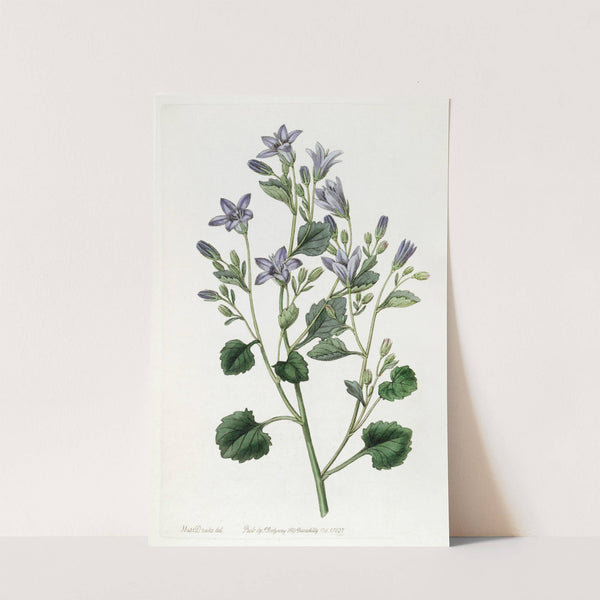 Dalmatian Wall Campanula by Sydenham Edwards