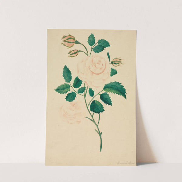 Damask Rose (1800s) by Mary Altha Nims