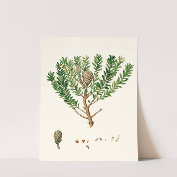 Dammara Australis = New Zealand pitch tree, or Cowrie by Aylmer Bourke Lambert