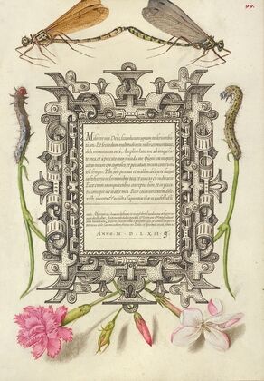 Damselflies, Caterpillars, Carnation, and Poet’s Jasmine
