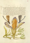 Damselflies, Spanish Iris, and Star-of-Bethlehem (1561–1596)