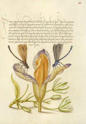 Damselflies, Spanish Iris, and Star-of-Bethlehem (1561–1596)