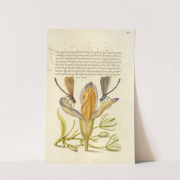 Damselflies, Spanish Iris, and Star-of-Bethlehem (1561–1596) by Joris Hoefnagel
